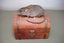 Taxidermy Rat on a box Carousel 1