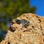In-situ Moldavite 146.6g Carousel 4