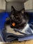 CAT RESCUE CHCH - Ready to Adopt - Sooty Carousel 6