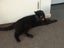 CAT RESCUE CHCH - Ready to Adopt - Sooty Carousel 1