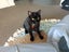 CAT RESCUE CHCH - Ready to Adopt - Sooty Carousel 4