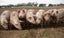 Electric netting fence for piglets two for the price of one Carousel 3