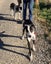Tasman Pound Dog Winnie is looking for a home Carousel 8