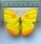 Real Butterfly: Phoebis philea, Peru!! Beauty! Carousel 2