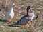 Fertile Eggs - Pekin-Khaki Campbell Duck 12 eggs Carousel 3