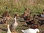 Fertile Eggs - Pekin-Khaki Campbell Duck 12 eggs Carousel 10