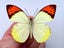 Real Butterfly: Hebomoia glaucippe, Indonesia!! Carousel 1