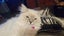 Ragdoll cat Carousel 3