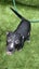 Cairn Terrier Cross Puppy Carousel 2