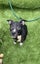 Cairn Terrier Cross Puppy Carousel 5