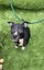 Cairn Terrier Cross Puppy Carousel 6
