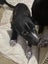 Cairn Terrier Cross Puppy Carousel 8