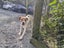 Mixed breed Staffy, Lab Female Carousel 2