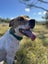 Mixed breed Staffy, Lab Female Carousel 3