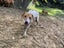 Mixed breed Staffy, Lab Female Carousel 4