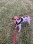 Mixed breed Staffy, Lab Female Carousel 5