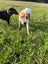 Mixed breed Staffy, Lab Female Carousel 6
