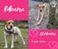 Mixed breed Staffy, Lab Female Carousel 1