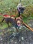 Mixed breed Lab, Kelpie Male Carousel 1