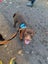 Mixed breed Lab, Kelpie Male Carousel 2