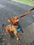Mixed breed Lab, Kelpie Male Carousel 3