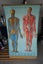 Denoyer-Geppert Anatomy Series Set KL1 - KL14 - Individual Posters Carousel 6