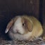 2 beautiful mini lop babies Carousel 3