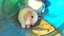 2 beautiful mini lop babies Carousel 5