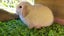 2 beautiful mini lop babies Carousel 6