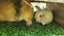 2 beautiful mini lop babies Carousel 7