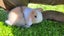 2 beautiful mini lop babies Carousel 8