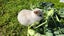 2 beautiful mini lop babies Carousel 9