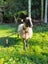 Sth Suffolk ram- trained mower. Carousel 3