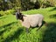 Sth Suffolk ram- trained mower. Carousel 2