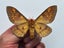 Real Moth: Citheronia brasiliensis!! BRAZIL!! RARITY!! Carousel 2