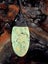 Pounamu Pendant + Stone | One of a Kind NZ Set Carousel 3
