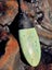 Pounamu Pendant + Stone | One of a Kind NZ Set Carousel 4