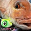 Catch Beady Eye Kabura Jig in Orange Crackle with Glow and UV (60-150g) Carousel 5
