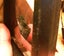 Megalodon Tooth Fossil in Display Case 15 Million yrs Old! Carousel 4