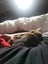 PLS Help Me Find GUNU - Lost/Missing From Finlayson Ave,Clendon Park,Auckland. Carousel 6