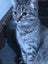 PLS Help Me Find GUNU - Lost/Missing From Finlayson Ave,Clendon Park,Auckland. Carousel 8