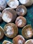 Polished Moroccan Goniatite (Approx. 380 MYO). Bulk quantity x 50! Carousel 7