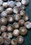 Polished Moroccan Goniatite (Approx. 380 MYO). Bulk quantity x 50! Carousel 4