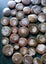Polished Moroccan Goniatite (Approx. 380 MYO). Bulk quantity x 50! Carousel 5