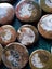 Polished Moroccan Goniatite (Approx. 380 MYO). Bulk quantity x 50! Carousel 6
