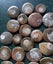 Polished Moroccan Goniatite (Approx. 380 MYO). Bulk quantity x 50! Carousel 2