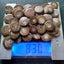 Polished Moroccan Goniatite (Approx. 380 MYO). Bulk quantity x 50! Carousel 9