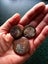Polished Moroccan Goniatite (Approx. 380 MYO). Bulk quantity x 50! Carousel 10