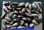 Orthoceras sp. ( 500 MYO). Uncoiled Nautiloid from Morocco. BULK QUANTITY x 40! Carousel 7