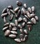 Orthoceras sp. ( 500 MYO). Uncoiled Nautiloid from Morocco. BULK QUANTITY x 40! Carousel 1
